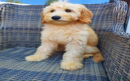Australian Labradoodle honden te koop: Australian Labradoodle - Afbeelding 1