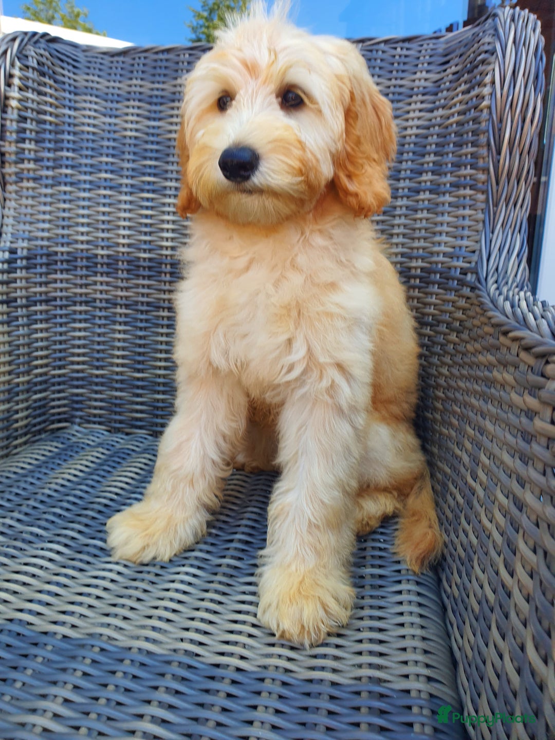 Australian Labradoodle honden te koop: Australian Labradoodle - Afbeelding 1