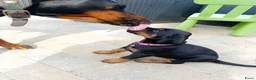 Dobermann honden te koop: 3 Dobermann pups  zoeken  een goud mandje  - Advertentie 2