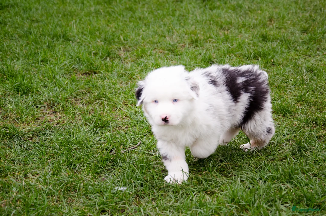 Australian Shepherd honden te koop: Australische herder pups geboren op boerderij (BE) - Advertentie 5