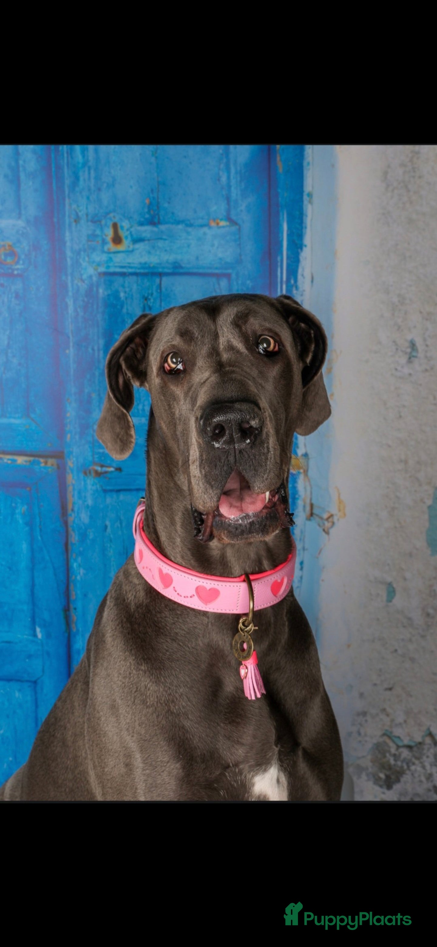 Duitse Dog honden Duitse dog pup /blauw - Advertentie 1