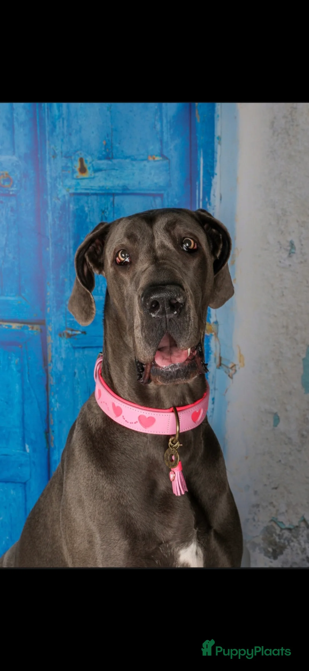 Duitse Dog honden te koop: Duitse dog pup /blauw - Advertentie 1