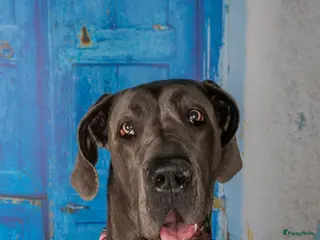 Duitse Dog honden Duitse dog pup /blauw - Advertentie 10