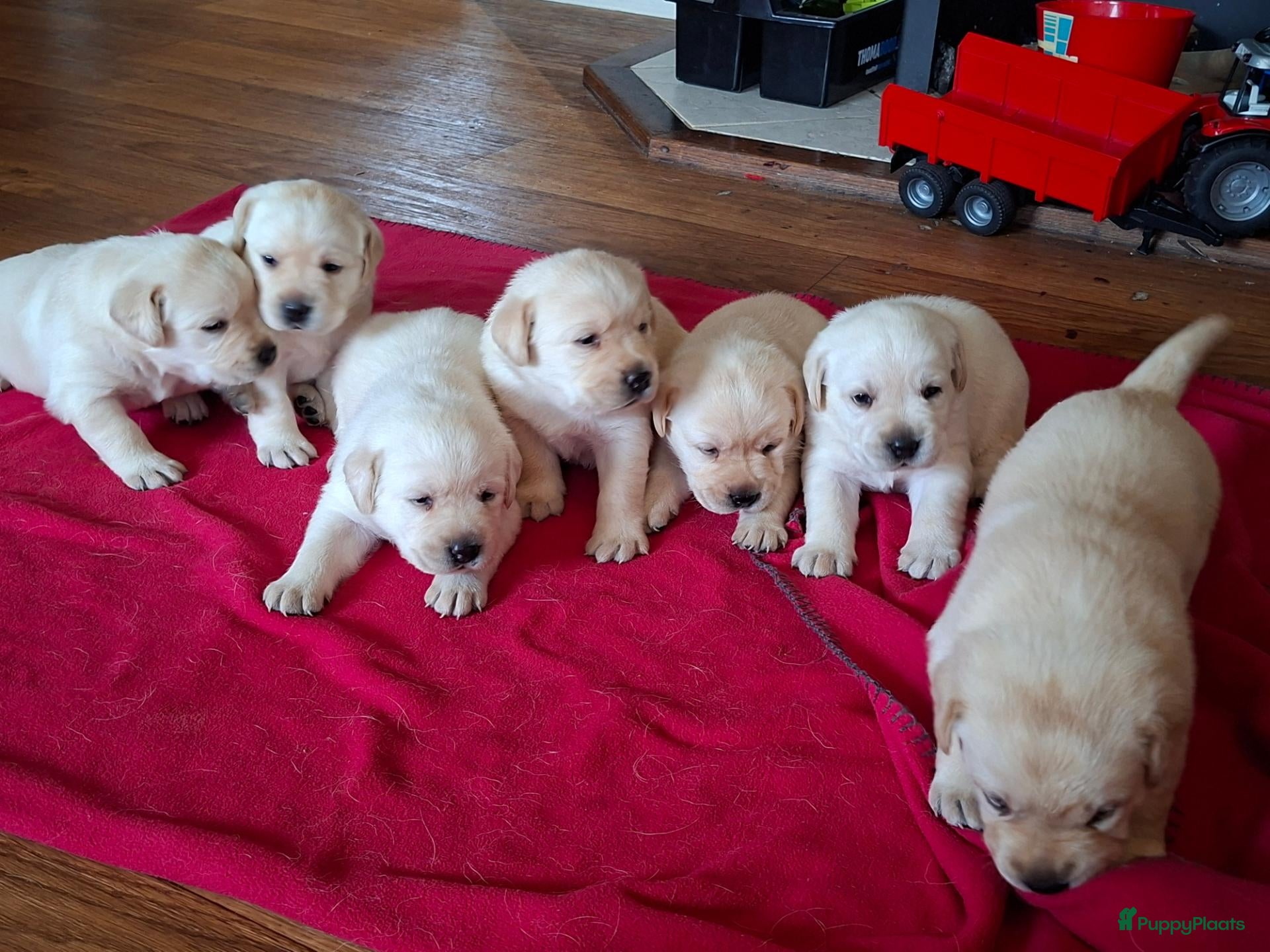 Labrador Retriever honden Raszuivere labrador retriever pup stamboom  - Advertentie 1
