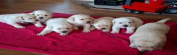 Labrador Retriever honden te koop: Raszuivere labrador retriever pup stamboom  - Advertentie 1