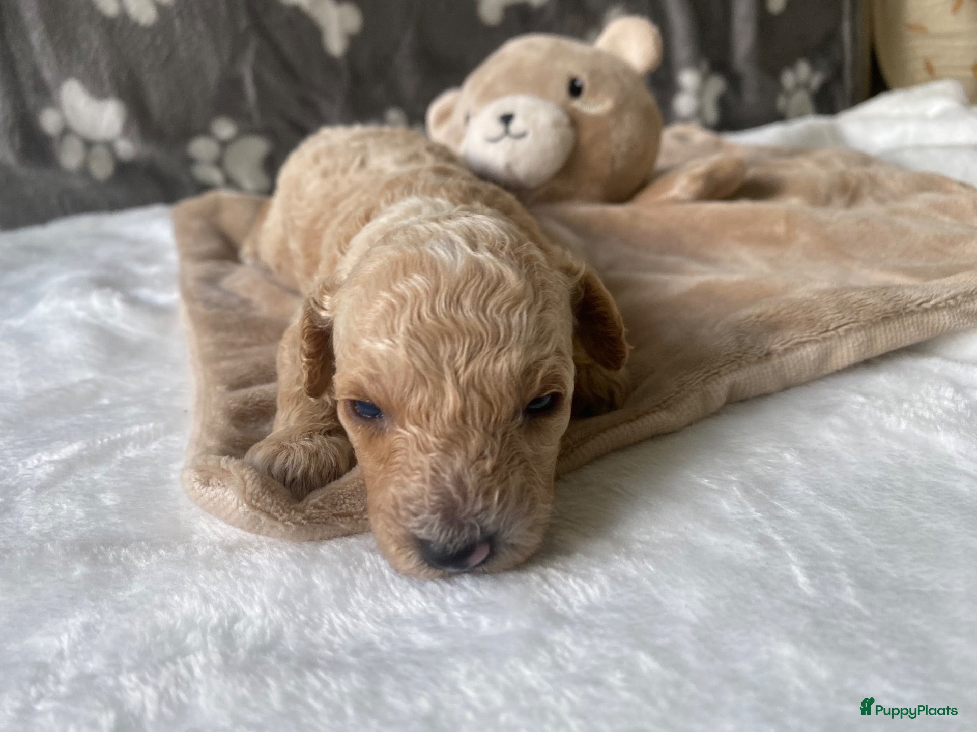 Poedel Toy honden Prachtig mooie toy poedel pupjes - Advertentie 3