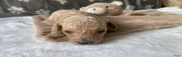 Poedel Toy honden te koop: Prachtig mooie toy poedel pupjes - Advertentie 1