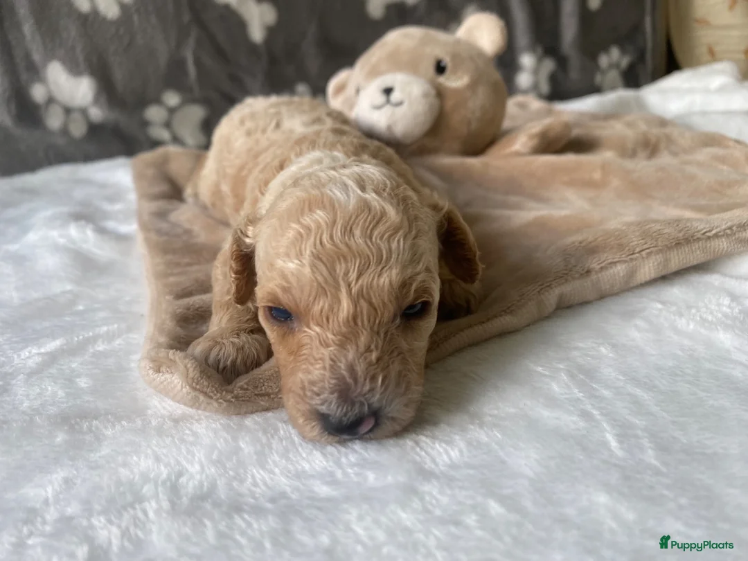Poedel Toy honden te koop: Prachtig mooie toy poedel pupjes - Advertentie 1