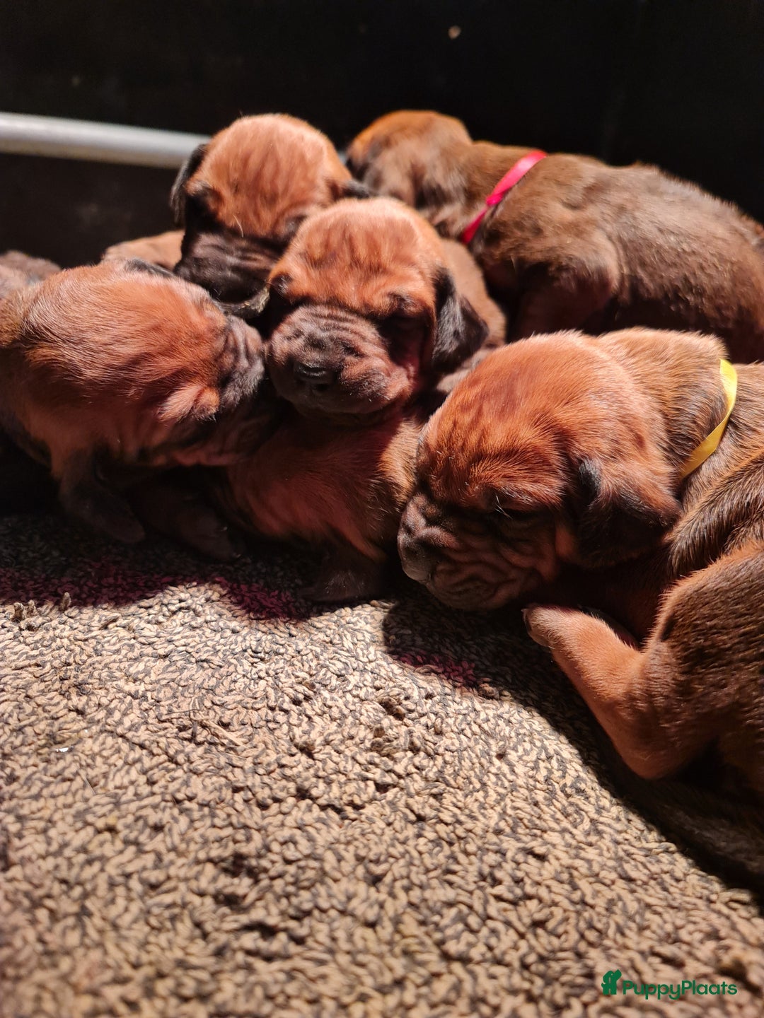Rhodesian Ridgeback honden te koop: Rhodesian Ridgeback pups  - Advertentie 19