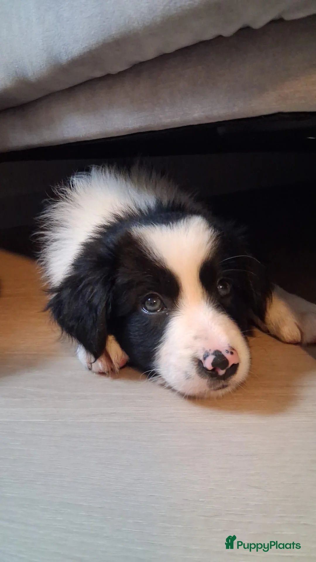 Border Collie honden te koop: Border collie puppy's in Oude Pekela - Advertentie 2