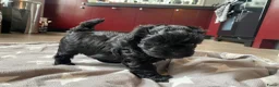 Shihpoo honden te koop: Prachtige shihpoo pups 1 reutje en 4 teefjes - Advertentie 8