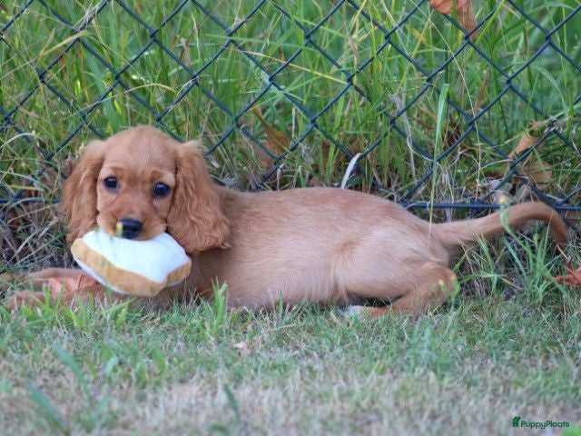 Kruising honden Leuke Kruising Engelse Cocker Spaniel pups reutjes - Advertentie 3