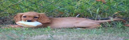 Kruising honden te koop: Leuke Kruising Engelse Cocker Spaniel pups reutjes - Advertentie 1