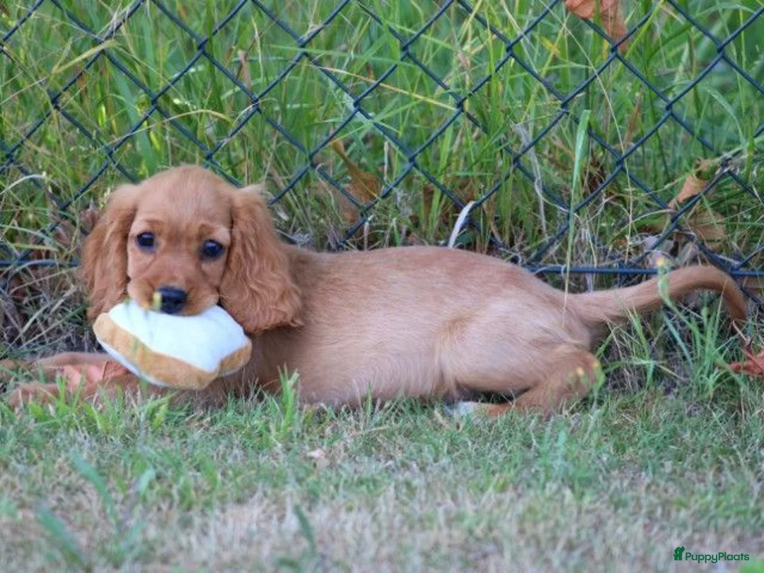 Kruising honden te koop: Leuke Kruising Engelse Cocker Spaniel pups reutjes - Advertentie 1
