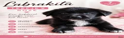Kruising honden te koop: Labrakita pups - Advertentie 15
