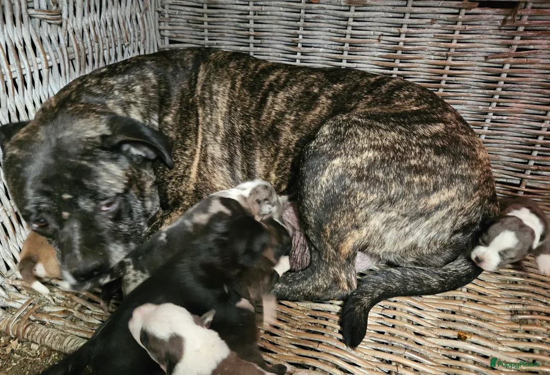 Kruising honden te koop: Pupjes bij ons thuis opgevoed - Advertentie 1