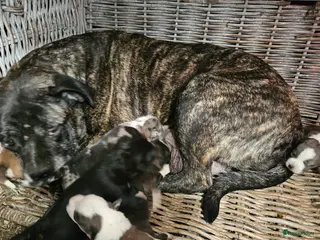 Kruising honden Pupjes bij ons thuis opgevoed - Advertentie 7