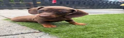 Teckel (korthaar)  honden te koop: Kaninchen x dwerg teckel - Advertentie 4