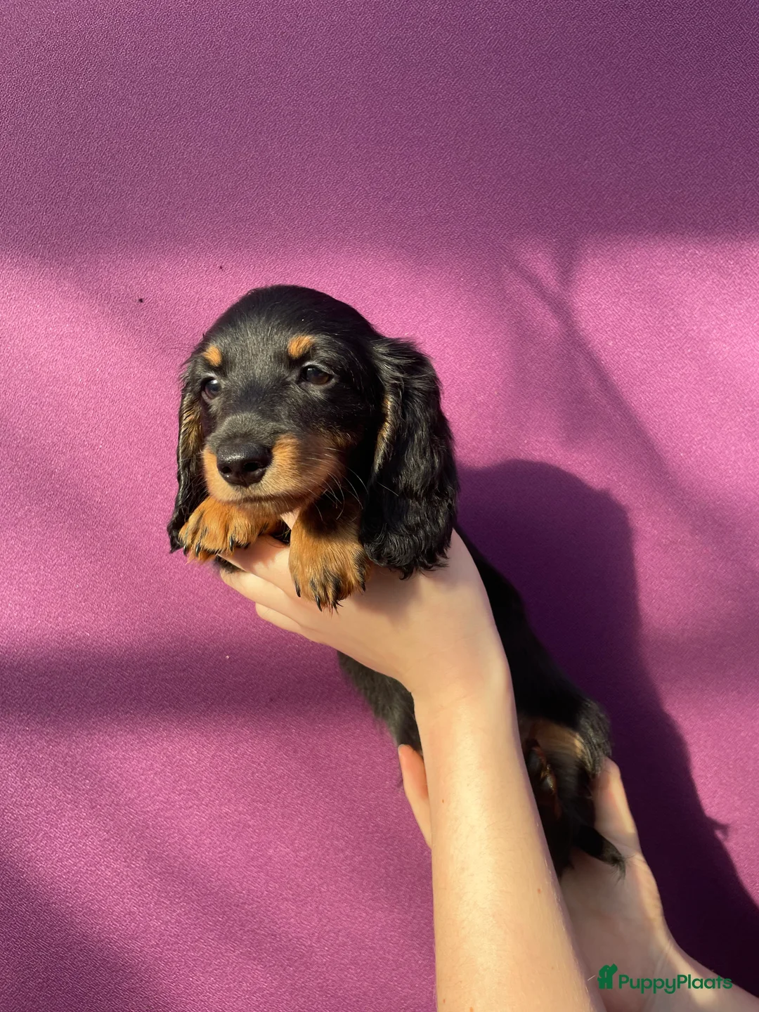 Teckel (langhaar) honden te koop: Leuke standaard langharige teckelpups - Advertentie 4