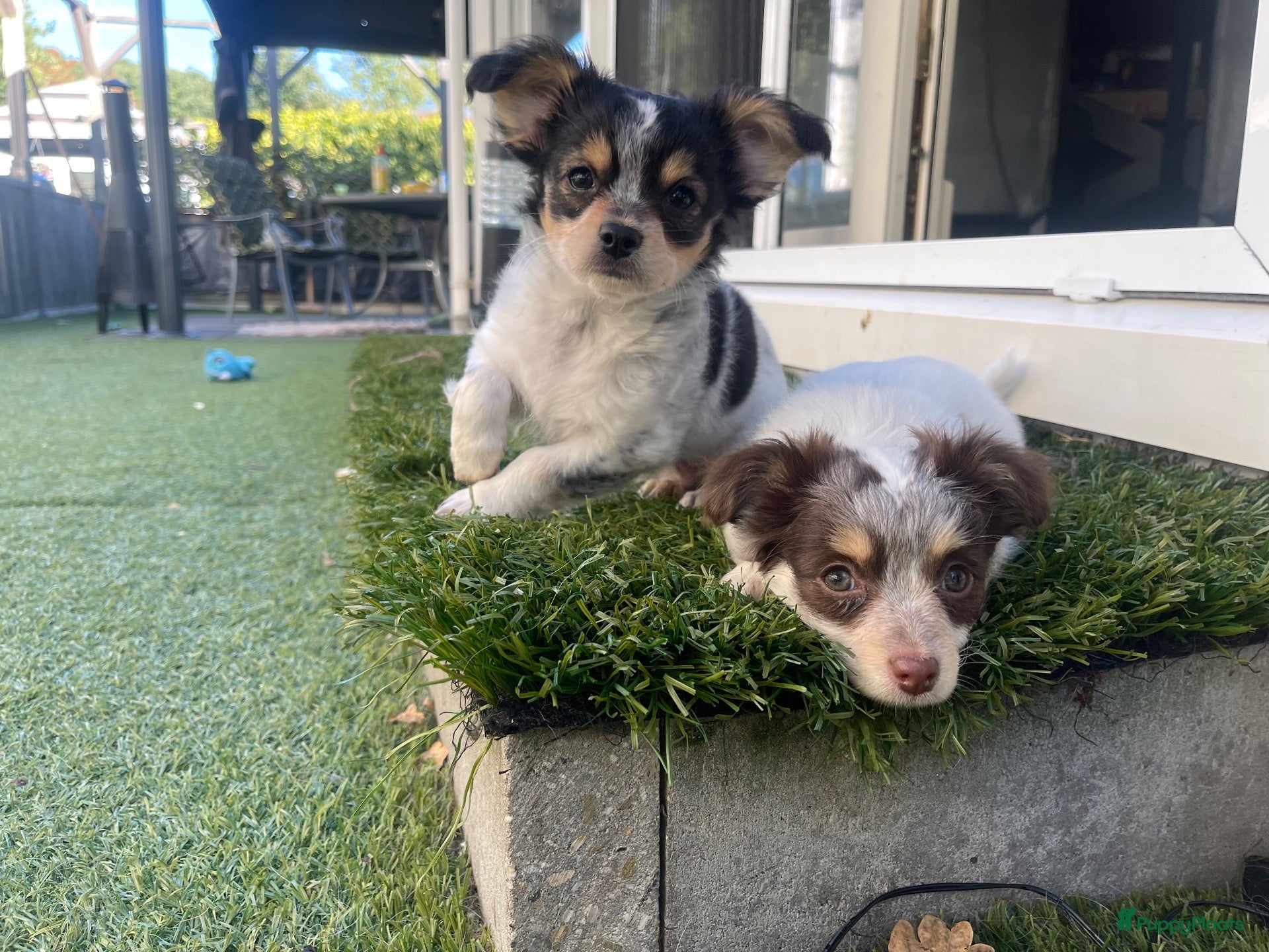 Chihuahua honden Prachtige chihuahua pups - Advertentie 4
