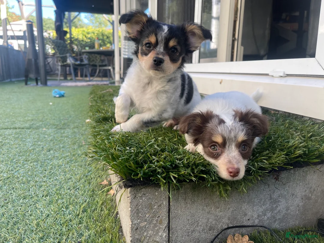 Chihuahua honden te koop: Prachtige chihuahua pups - Advertentie 1
