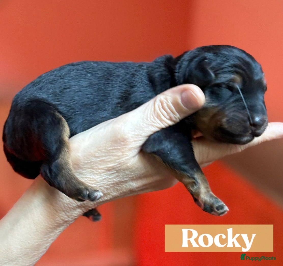 Kruising honden te koop: Nog 1 lieve pup te koop in Niebert - Advertentie 10