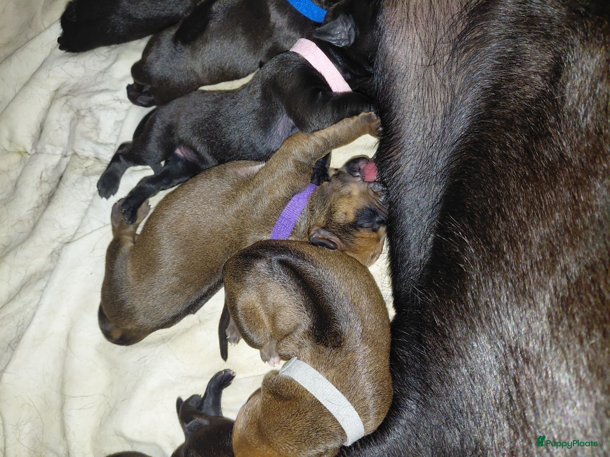 Kruising honden Kruising labrador x rhodesian ridgeback  - Advertentie 6