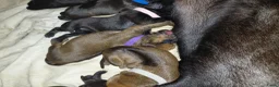 Kruising honden te koop: Kruising labrador x rhodesian ridgeback  in Vegelinsoord - Advertentie 1