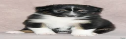 Australian Shepherd honden te koop: Australische herder pups - Advertentie 10