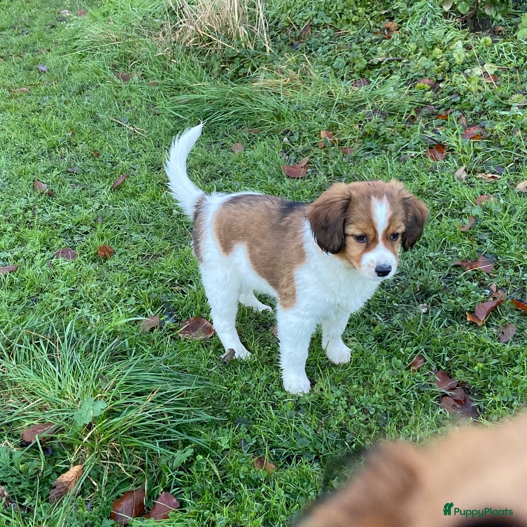 Kooikerhondje honden te koop: Prachtige kooikerpup, reutje - Advertentie 5