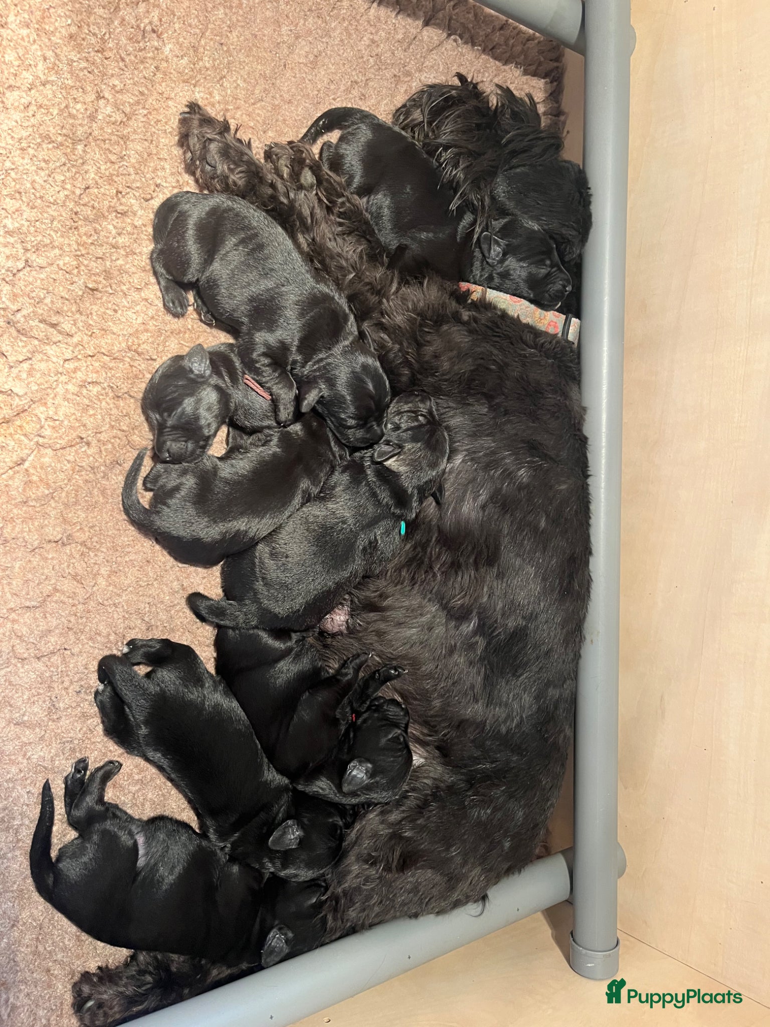 Dwergschnauzer honden Zwarte dwergschnauzer pups - Advertentie 1