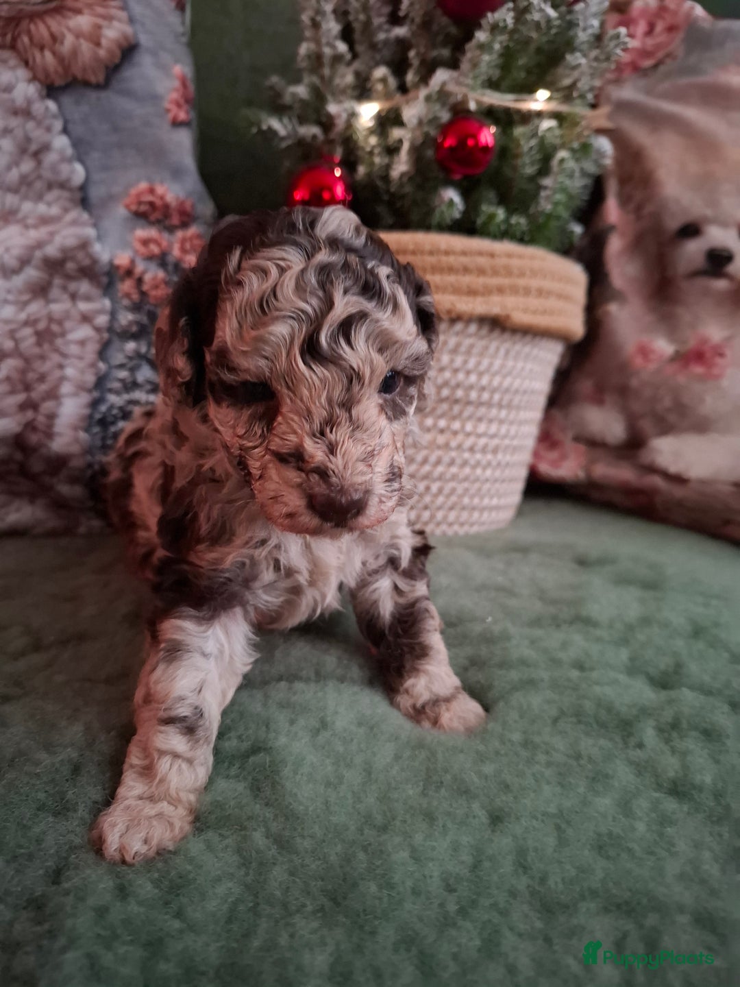 Poedel Toy honden te koop: Mooie chocolade merle pups - Advertentie 7