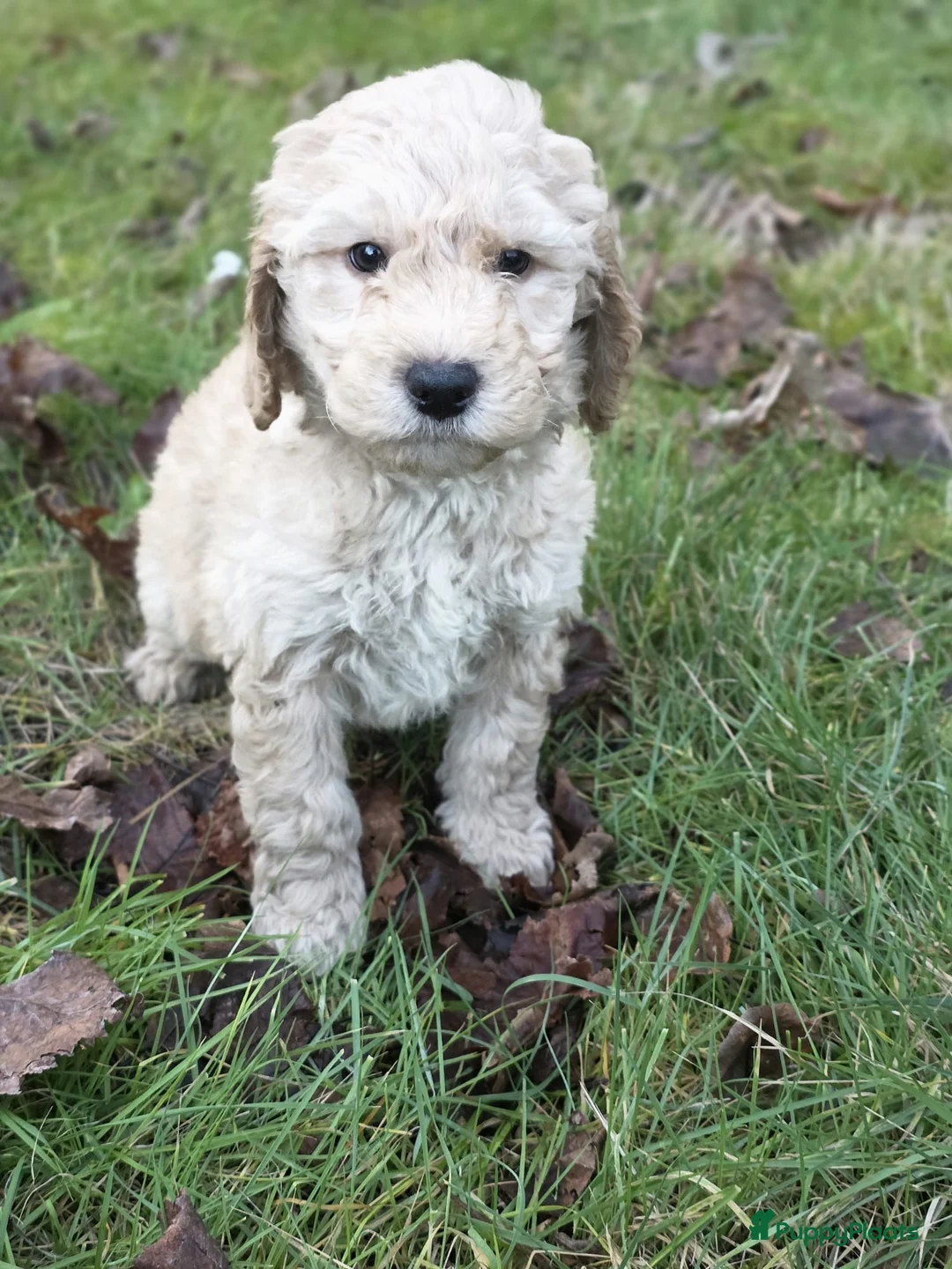 Labradoodle honden te koop: Labradoodle pups - Advertentie 4