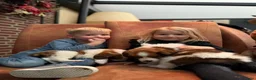 Kooikerhondje honden te koop: Schitterende kooikerpups - Advertentie 5