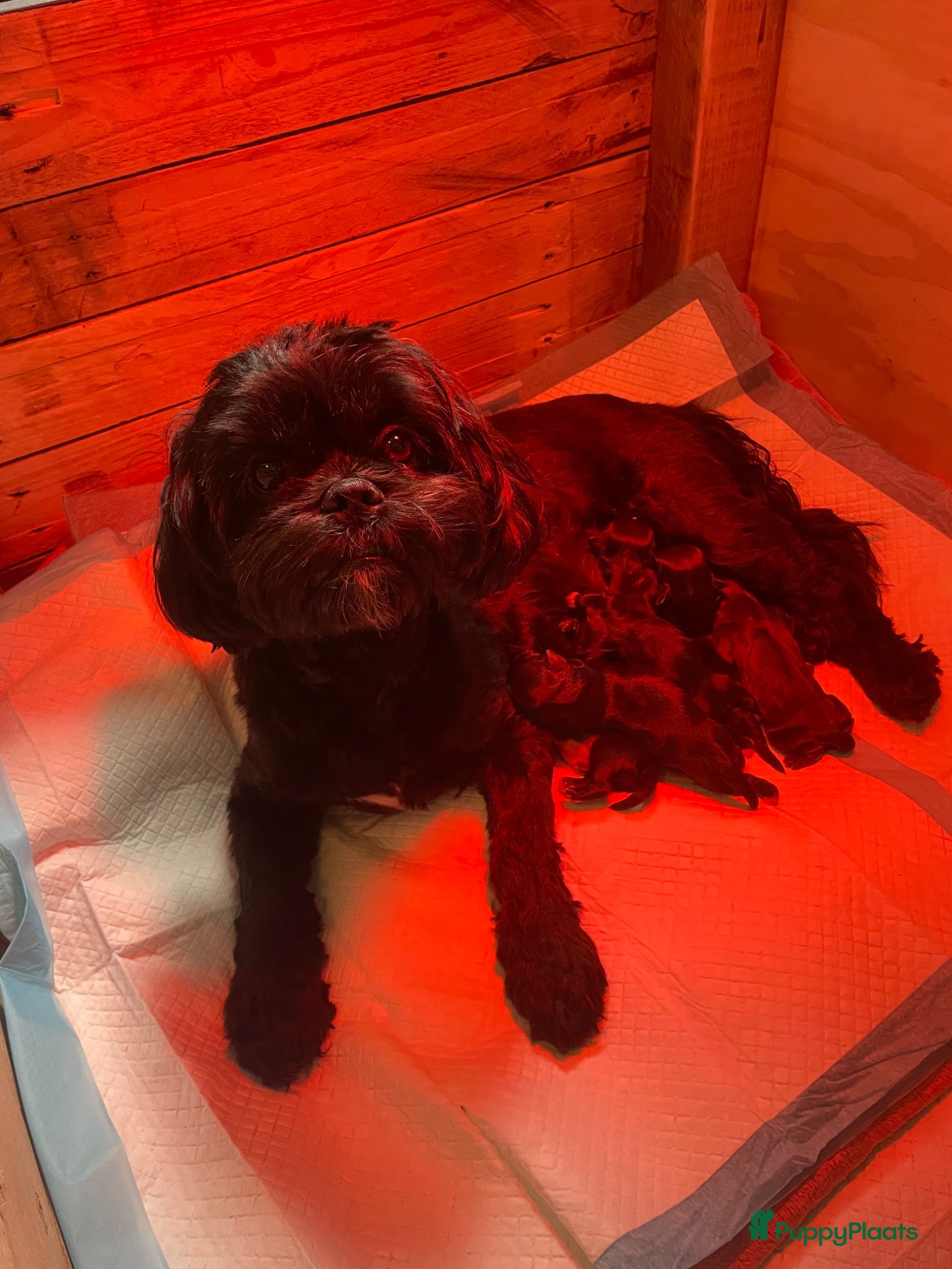 Boomer honden Blue is 11 juni bevallen van 7 pups meer infovolgt - Advertentie 1