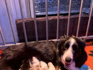 Border Collie honden Border Collie puppy's - Advertentie 1