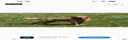 Goldador honden te koop: Golden retriever pups in Swifterbant - Advertentie 15