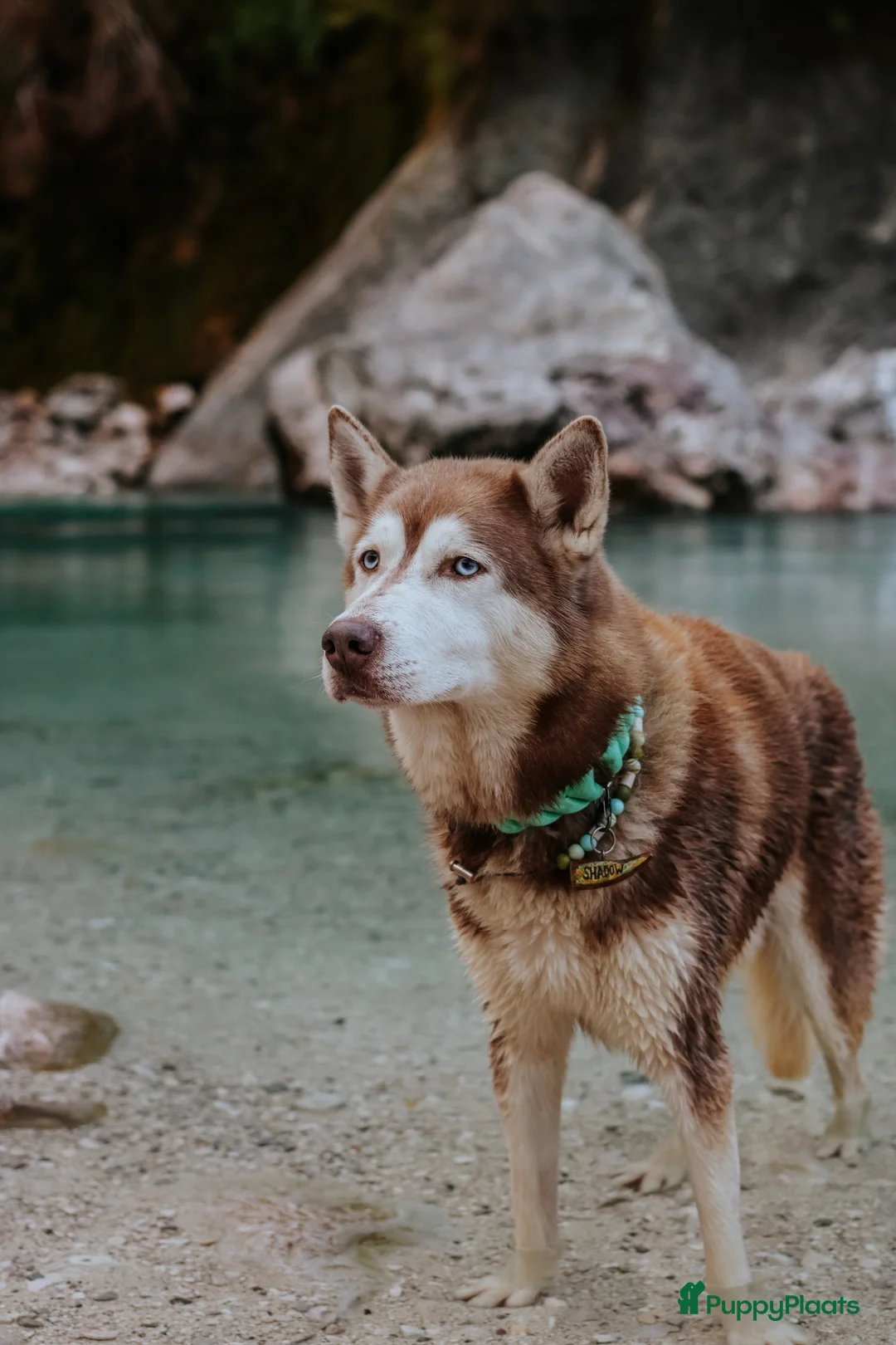 Siberische Husky honden ter dekking: Licht rode dekreu ter aanbieding in Roeselare - Advertentie 1