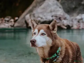 Siberische Husky honden Licht rode dekreu ter aanbieding - Advertentie 2