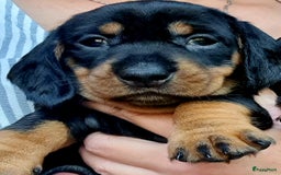 Ruwhaar Teckel honden te koop: Standaard ruwhaar teckel  - Afbeelding 28