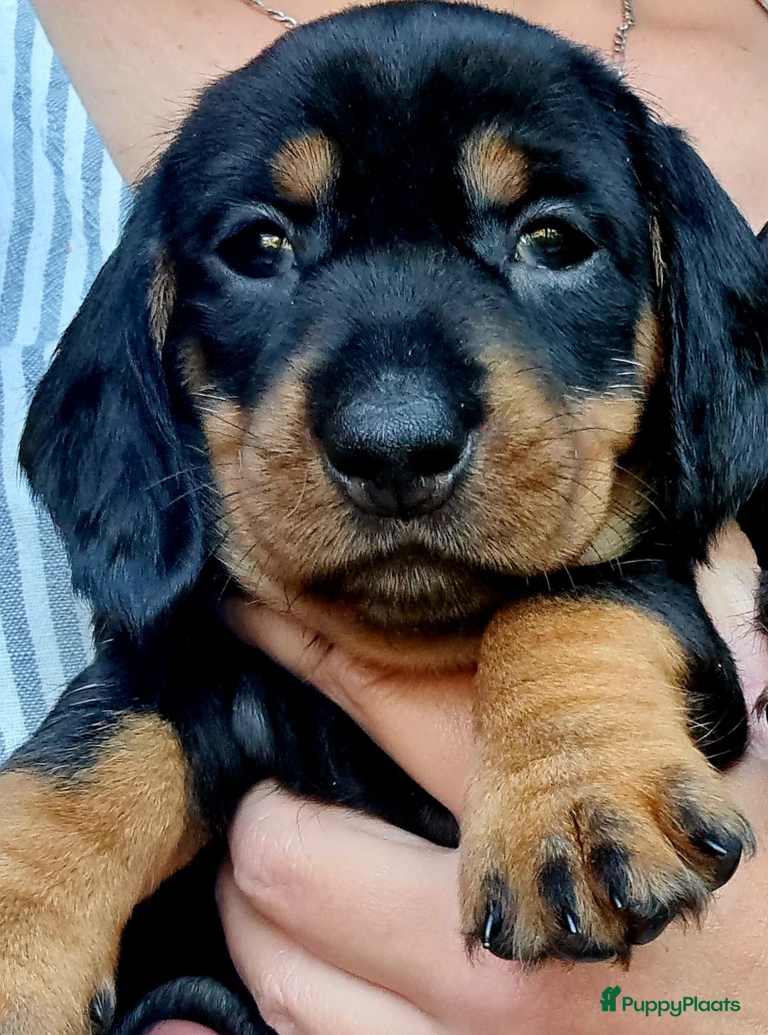 Ruwhaar Teckel honden te koop: Standaard ruwhaar teckel  - Afbeelding 28