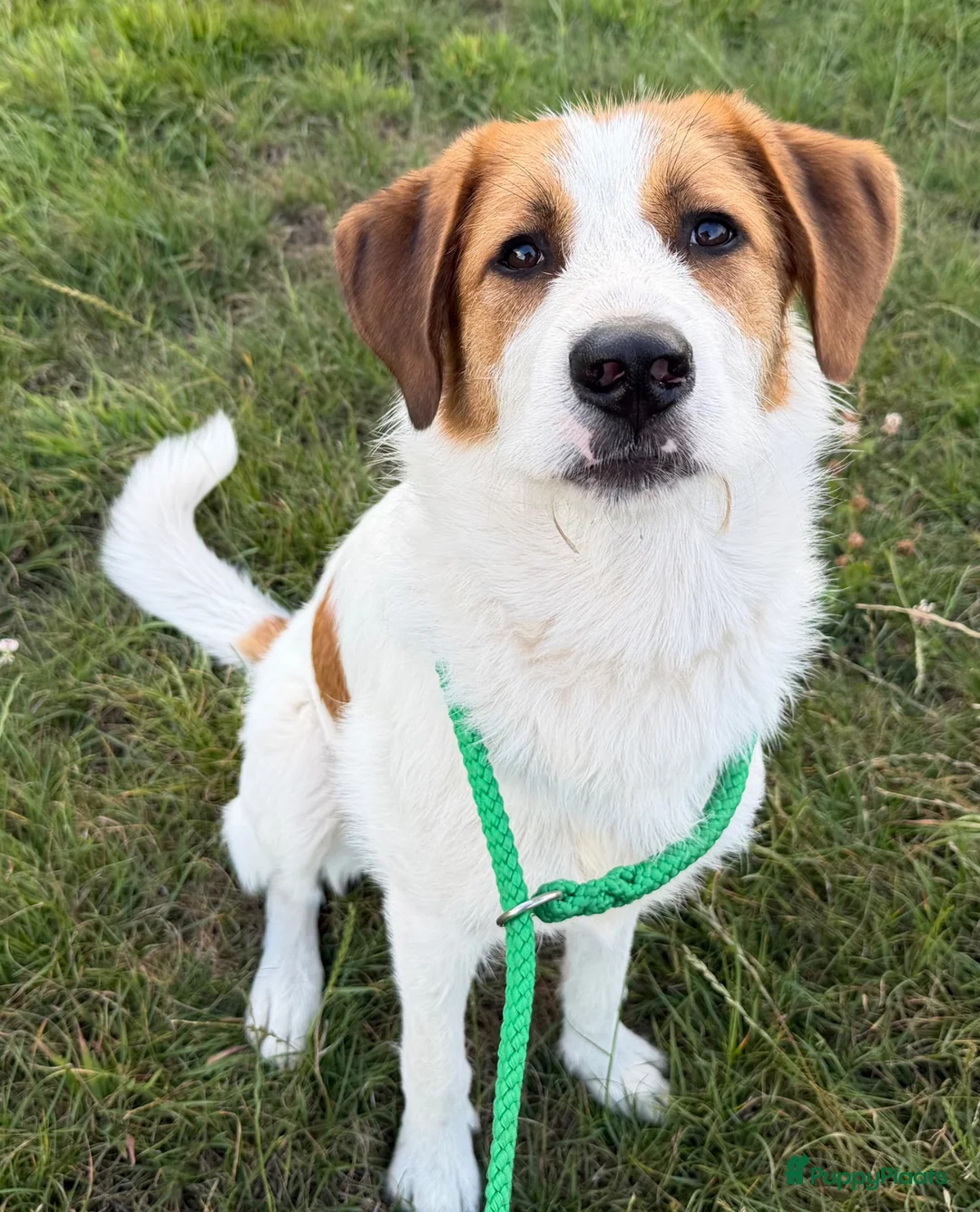 Kruising honden te koop: Woezel - Advertentie 1