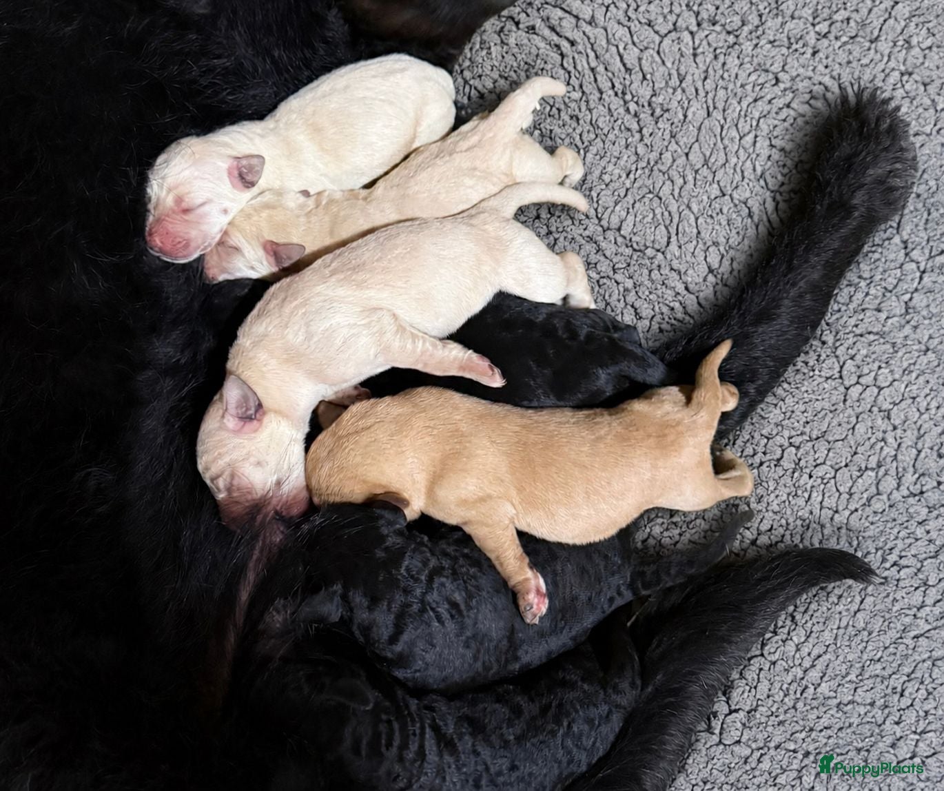 Labradoodle honden Lieve,sociale labradoodle F1 pups beschikbaar  - Advertentie 1