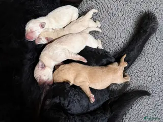 Labradoodle honden Lieve,sociale labradoodle F1 pups beschikbaar - Advertentie 16