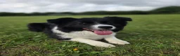 Border Collie honden ter dekking: Showline Border Collie Fenna - Advertentie 3