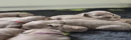 Weimarse Staande Hond langhaar honden te koop: Weimaraner Langhaar Pups met Stamboom - Advertentie 9