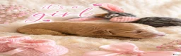 Labradoodle honden te koop: Mooie kleine labradoodles - Advertentie 5