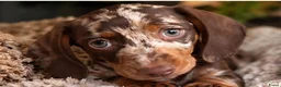 Dwergteckel honden te koop: ❤️😍 Prachtige sociale dwergteckel pups 😍❤️ - Advertentie 17