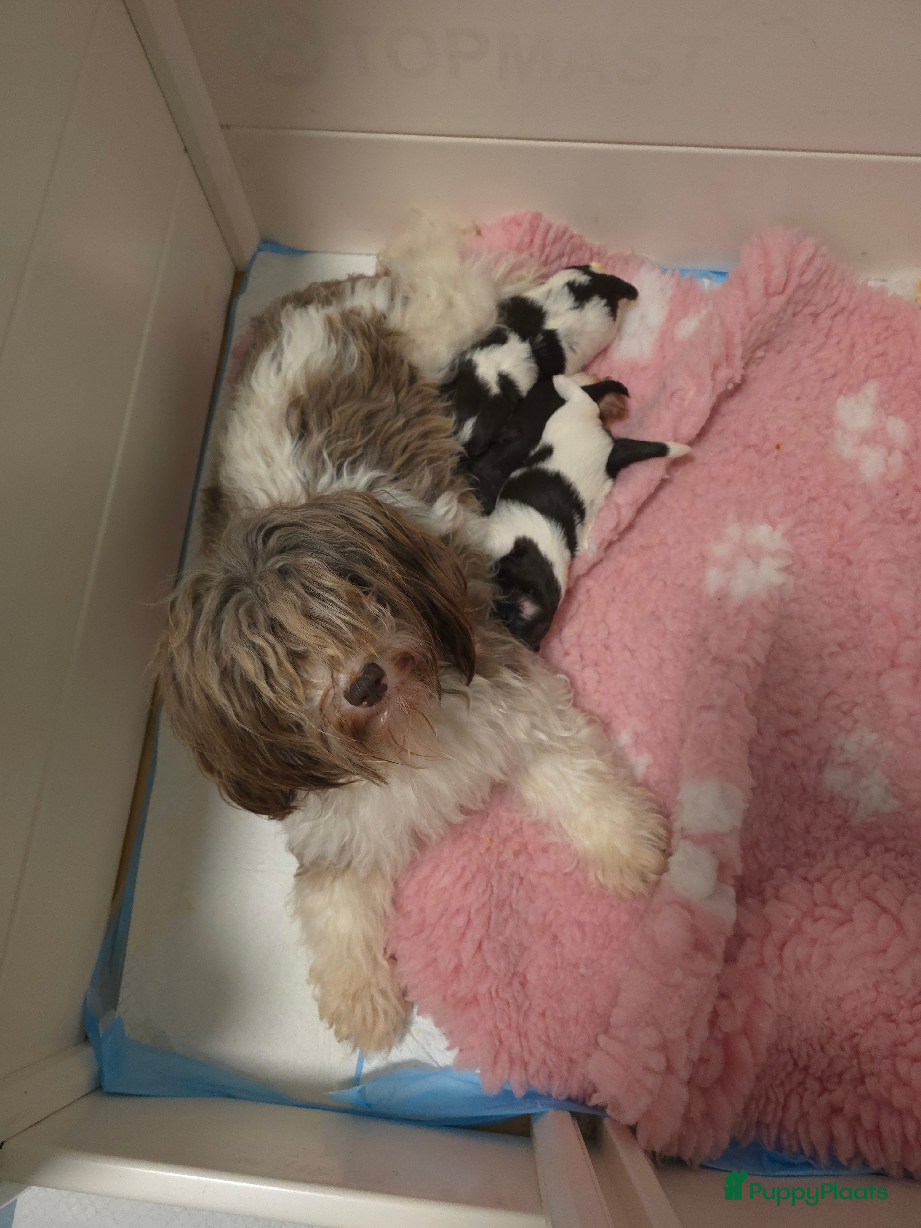 Havanezer honden Prachtige havanezer pup 5 maanden oud - Advertentie 2