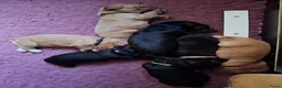 Engelse Cocker Spaniel honden te koop: Engelse cockerspaniel pup vrouwelijk - Advertentie 5